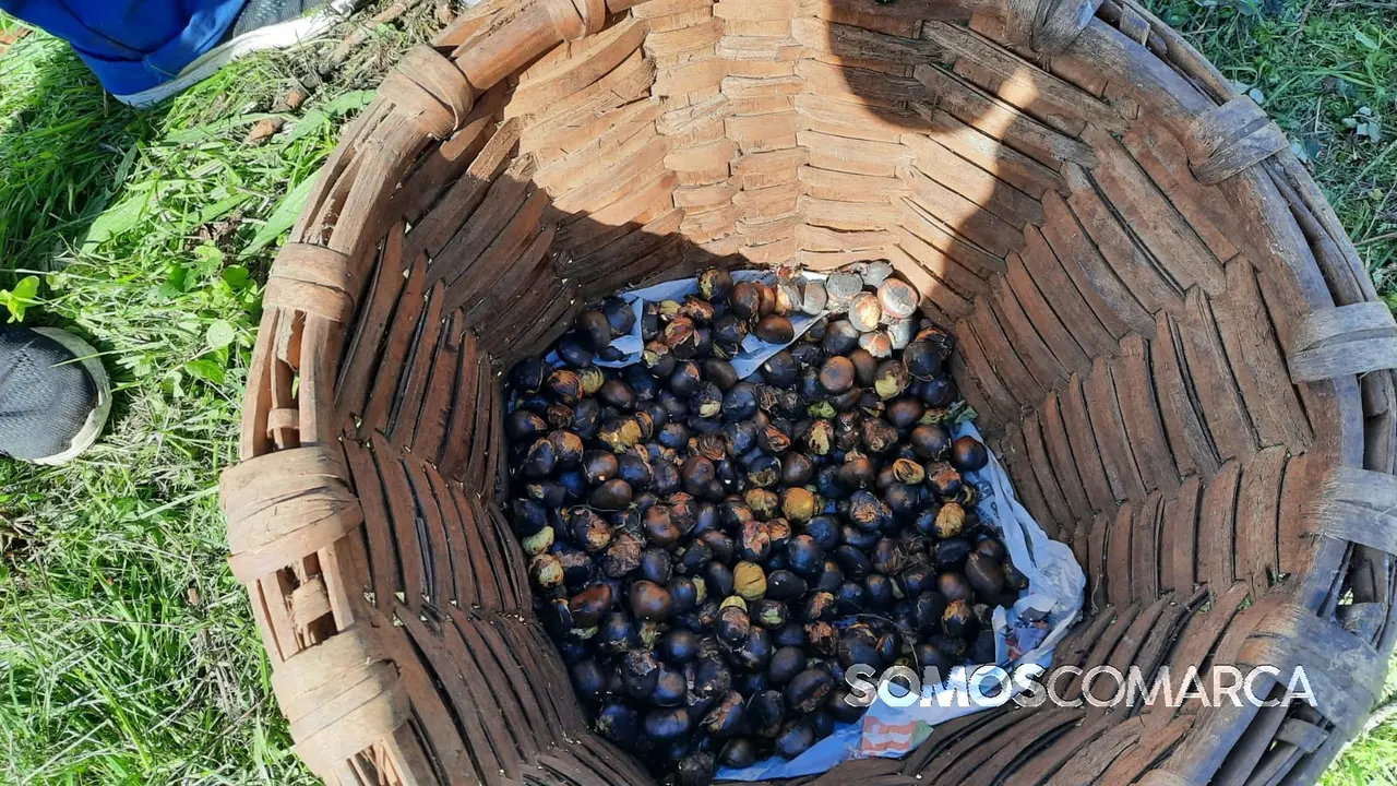 somoscomarca_20241102_sanvicente_castañasasadas_magosto