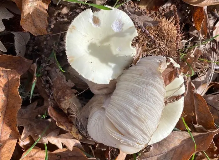 somoscomarca_20241109_trives_laviuda_setas_xornadasmicoloxicas (35)