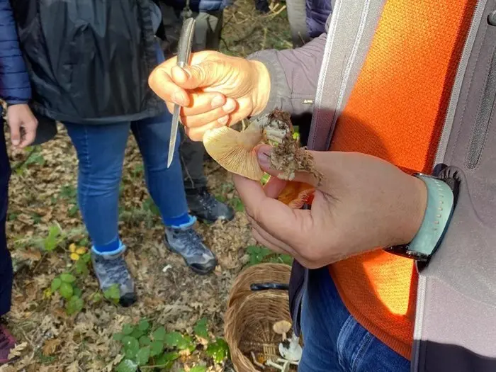 somoscomarca_20241109_trives_laviuda_setas_xornadasmicoloxicas (39)