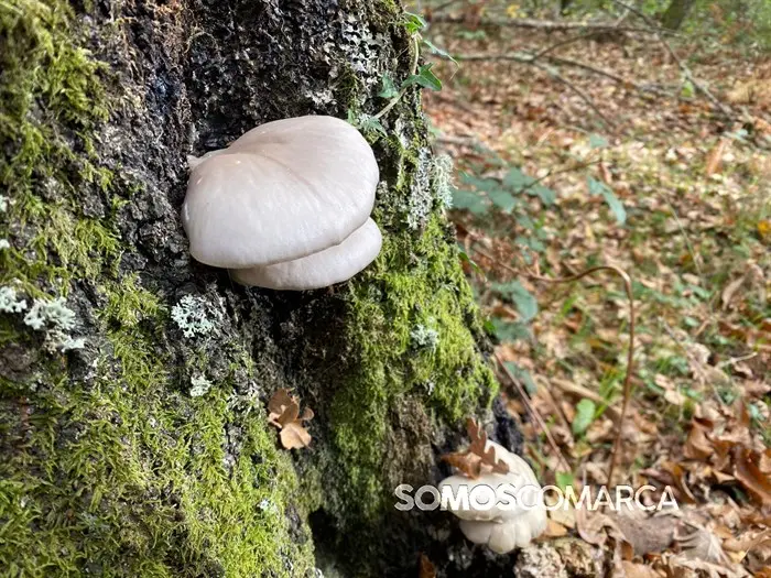 somoscomarca_20241109_trives_laviuda_setas_xornadasmicoloxicas (45)