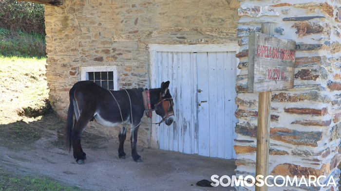 somoscomarca_quiroga_mostradoaceite_capeladasfarrapas_burro
 (3)