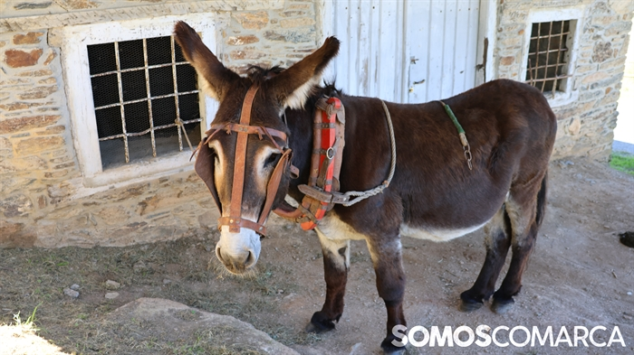 somoscomarca_quiroga_mostradoaceite_burro (6)