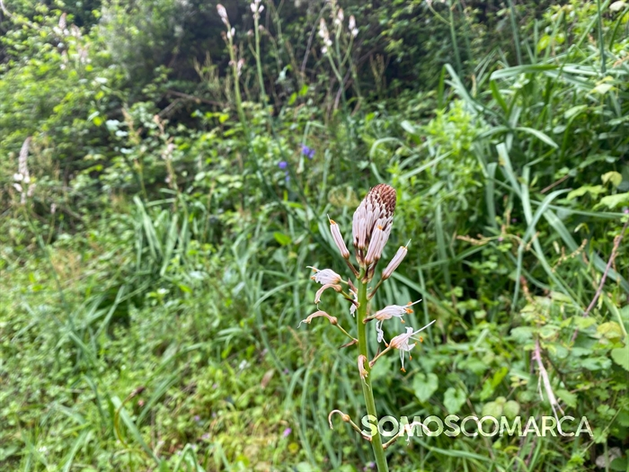 somoscomarca_petin_caminodeespaña_petinsampayo (17)