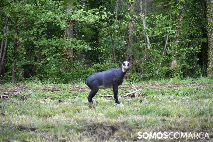 somoscomarca_20250510_arua_oaguillon_campeonato_3dtiroconarco (30)