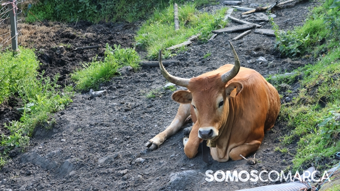 somoscomarca_caminodeespaña_sampaio_correxais (21)