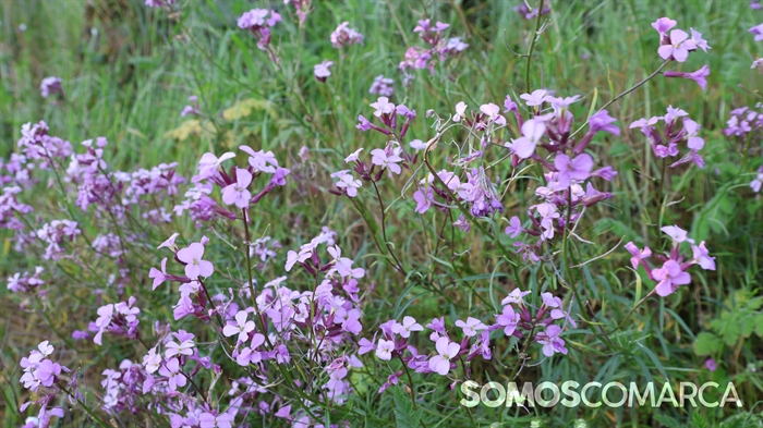 somoscomarca_caminodeespaña_sampaio_correxais (22)