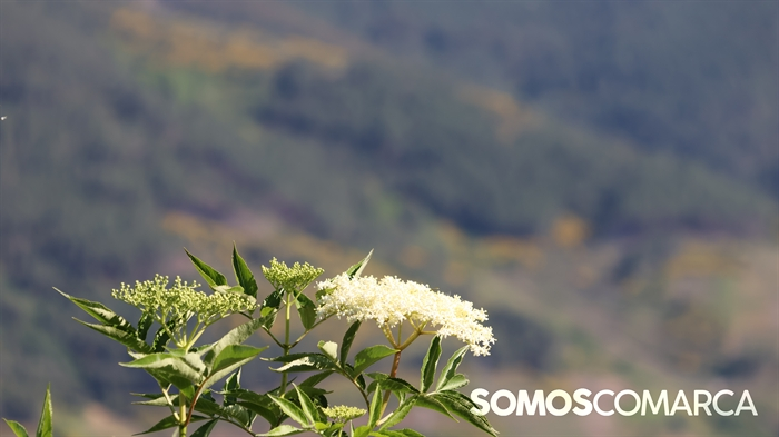 somoscomarca_caminodeespaña_sampaio_correxais (47)