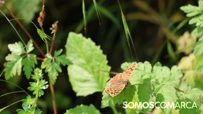 somoscomarca_caminodeespaña_sampaio_correxais (60)