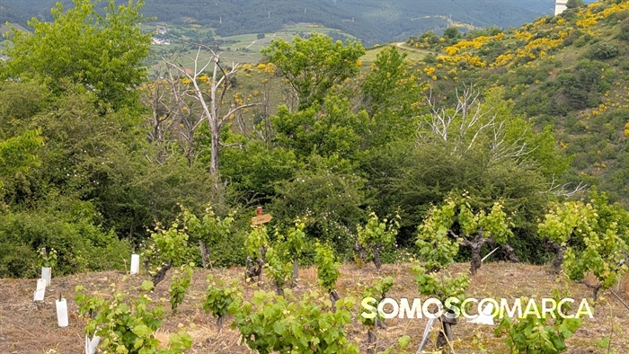 somoscomarca_caminodeespaña_sampaio (7)