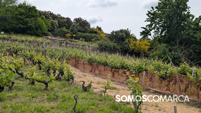 somoscomarca_caminodeespaña_sampaio (9)