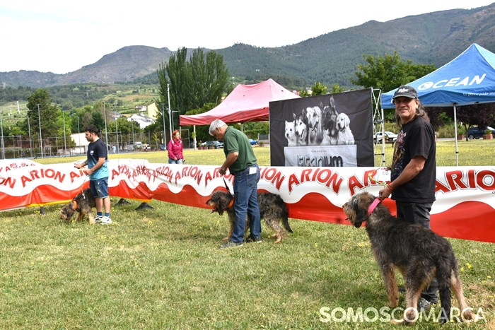 somoscomarca_20250614_arua_oaguillon_concursocanino_perros (2)