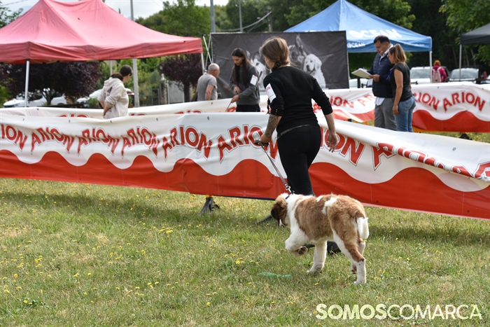 somoscomarca_20250614_arua_oaguillon_concursocanino_perros (5)