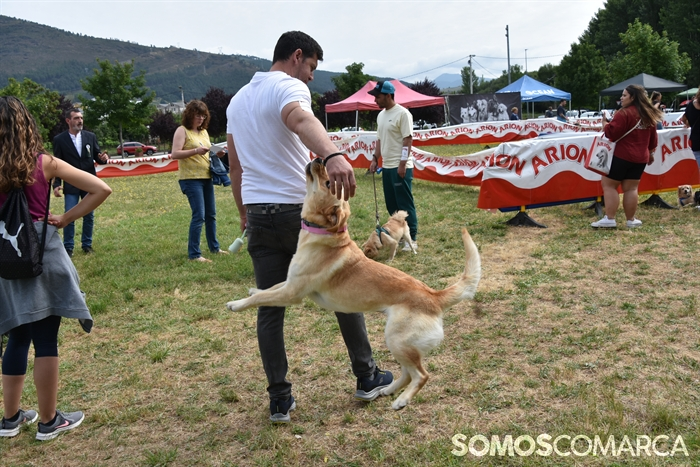 somoscomarca_20250614_arua_oaguillon_concursocanino_perros (17)