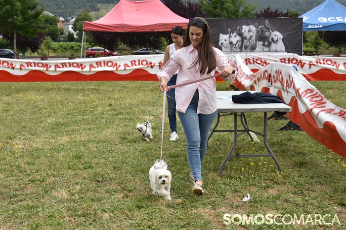 somoscomarca_20250614_arua_oaguillon_concursocanino_perros (31)