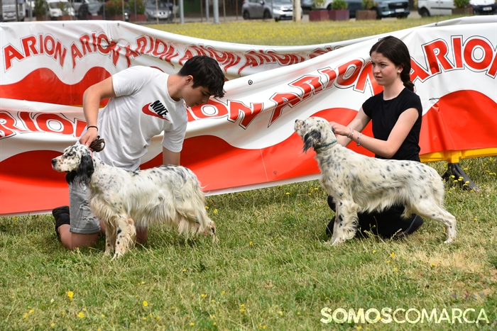 somoscomarca_20250614_arua_oaguillon_concursocanino_perros (32)