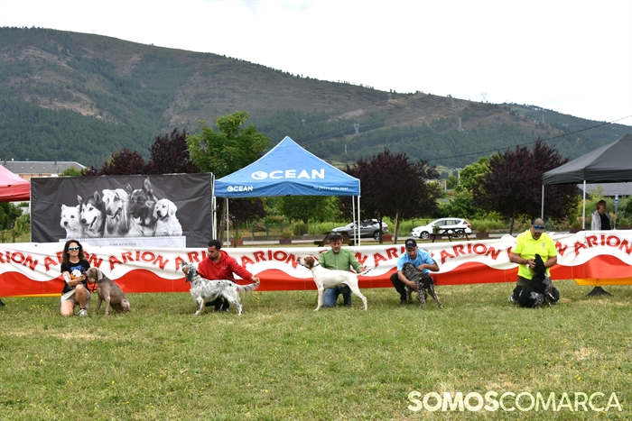 somoscomarca_20250614_arua_oaguillon_concursocanino_perros (44)