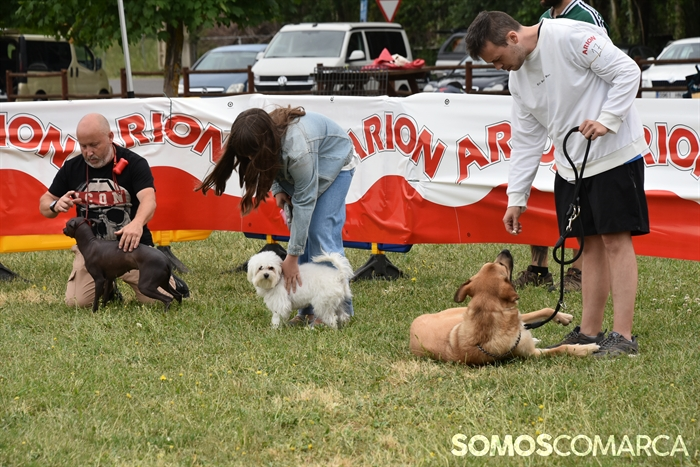 somoscomarca_20250614_arua_oaguillon_concursocanino_perros (70)