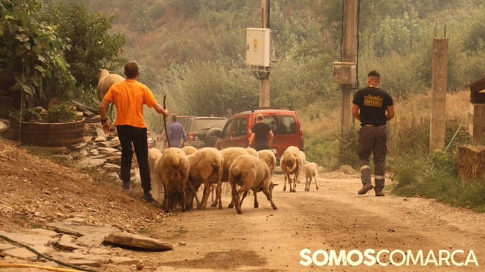 somoscomarca_obarco_incendio_fervenza_antesllegadafuego_ovejas_gente(1)