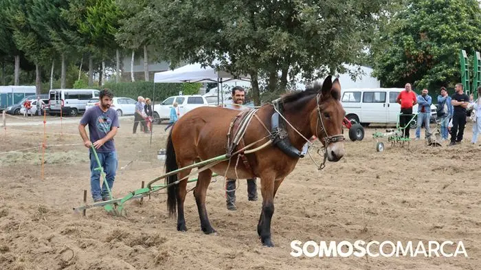 somoscomarca_aveiga_crianzatrevinca_feiraagrogandeira_202510041049