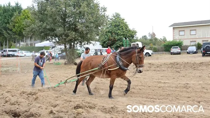 somoscomarca_aveiga_crianzatrevinca_feiraagrogandeira_202510041050