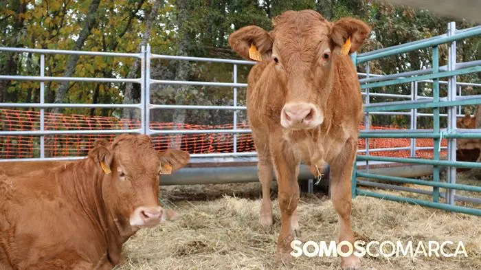 somoscomarca_aveiga_crianzatrevinca_feiraagrogandeira_20251004998