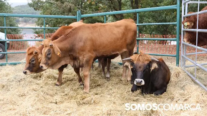 somoscomarca_aveiga_crianzatrevinca_feiraagrogandeira_20251004999