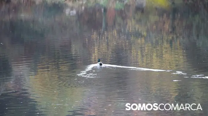 somoscomarca_vilamartin_carreradelasciudades_cancerdepancreas (48)