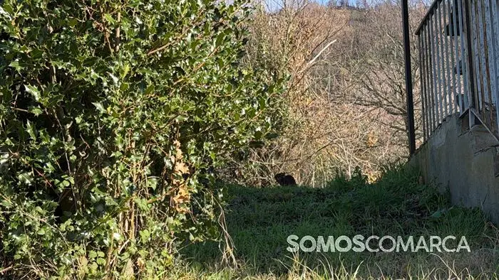 somoscomaca_petin_mones_pamoramicas 2006