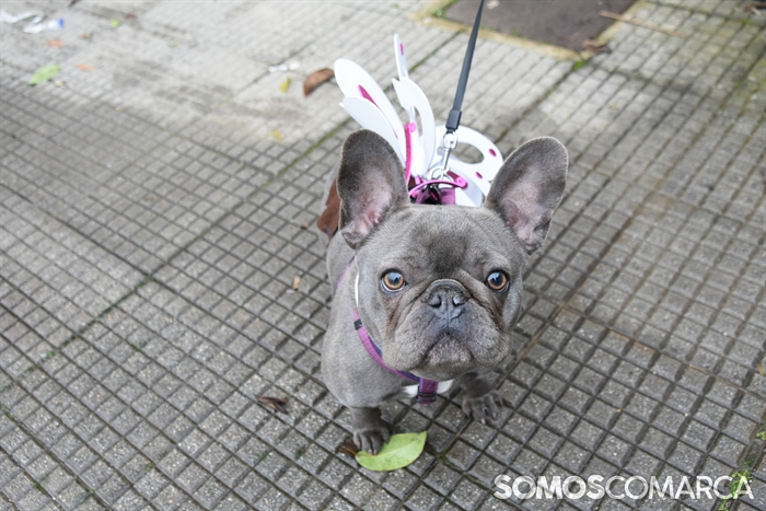 somoscomarca_20260215_rubia_entroido_desfilecomparsas (33)