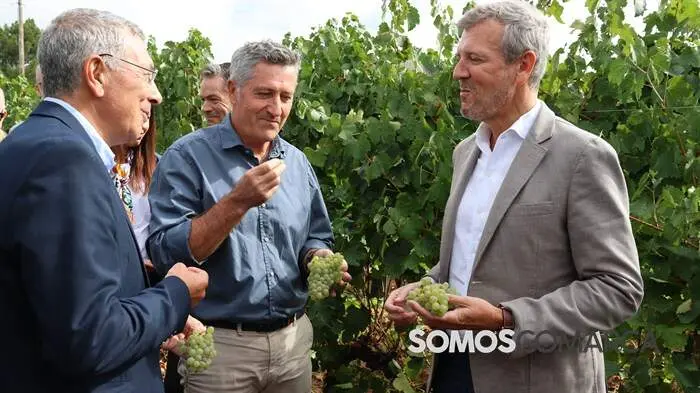 somoscomarca_obarco_alfonsorueda_vendimia_cooperativabarco3909