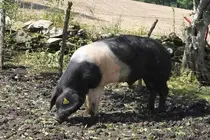 Imagen de un porco celta de Asoporcel