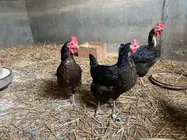 somoscomarca_animales_gallinas_gallinero_2022 (6)