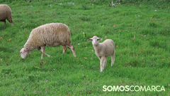 somoscomarca_obarco_animales_cordero_oveja (2)
