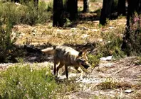 somoscomarca_20250411_campo_lobo