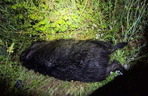 somoscomarca_arua_accidente_jabali_ (1)