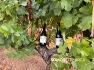 somoscomarca_vino_parcela_fardelas_milrios_cepasvellas_revival842