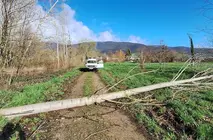 somoscomaca_arua_aguill&oacute;n_arbolca&iacute;do (2)