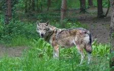 somoscomarca_lobo_imagensinregalias