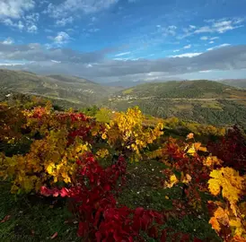 somoscomarca_20241204_carballeda_bodega_ocabalin26