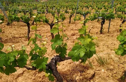 somoscomarca_202412010_vilamartin_bodegasruchel84