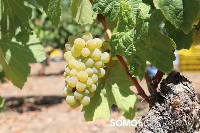 godello Vendimia y uvas, Godeval la vedimia m&aacute;s temparana de Galicia (32)