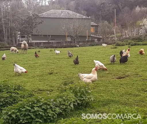somoscomarca_20240320_campo_gallinas