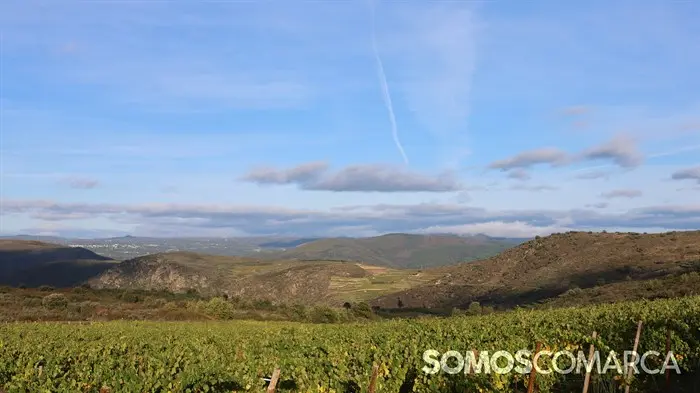 somoscomarca_20241025_falcueira_vi&ntilde;edos_vi&ntilde;as_oto&ntilde;o_latoscanagallega (1)