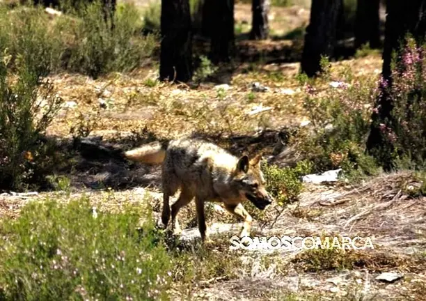 somoscomarca_20250411_campo_lobo