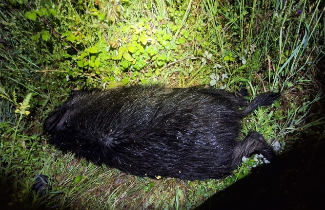 somoscomarca_arua_accidente_jabali_ (1)