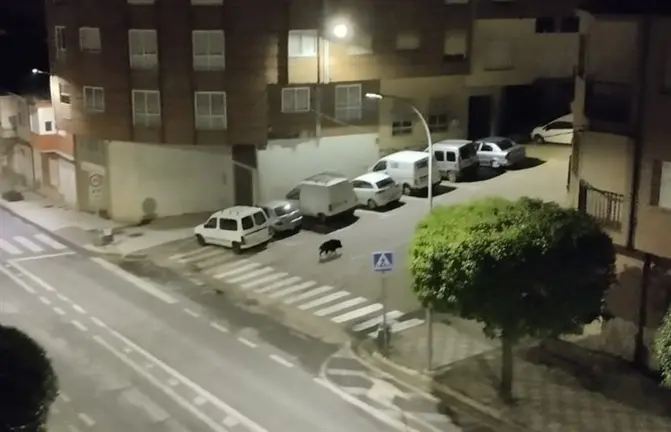 somoscomarca_20250515_obarco_jabali_avenidaelbierzo280