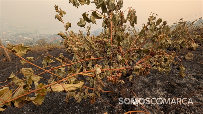 somoscomarca_petin_incendioviñas_uvas