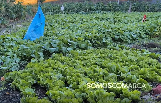 somoscomarca_huerta_repollos_escarolas_nabizas