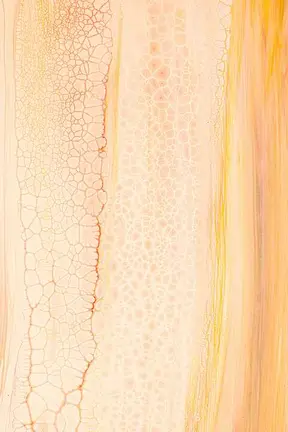  ¿Cuál es el mejor colágeno? Guía 2025 