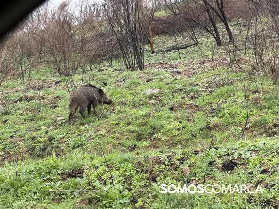 somoscomaca_portela_jabali